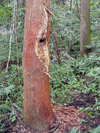 太加纵走 路上的黑熊爪痕?